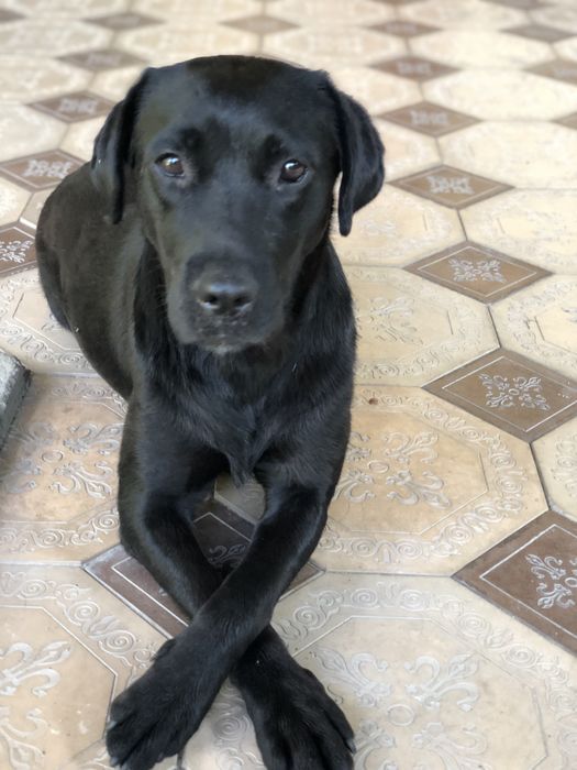 Черный лабрадор девочка
