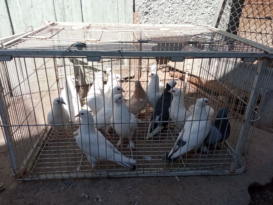 Голуби голуби голуби