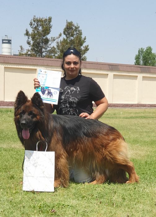 Воспитание вашего любимца