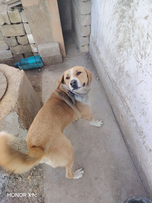 Собака продаётся