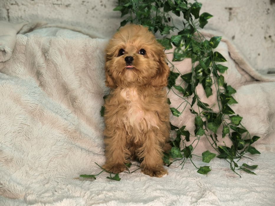 Vand baietel Cavapoo F1. Pasaport si microcip