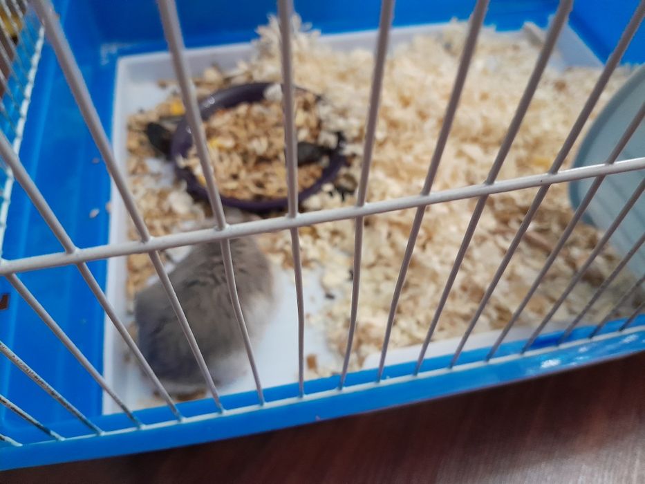 Продам хомячка с клеткой