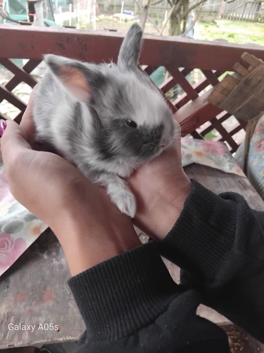 Iepurași de vanzare