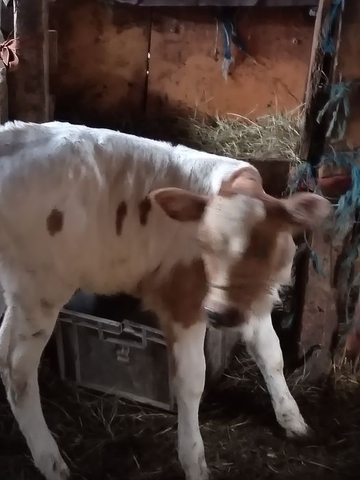 Vînd vitea de o luna