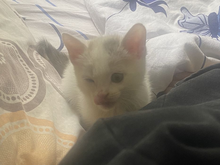 котенок маленькиц