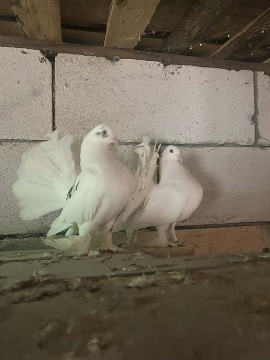 Vând porumbei curcani de ornament