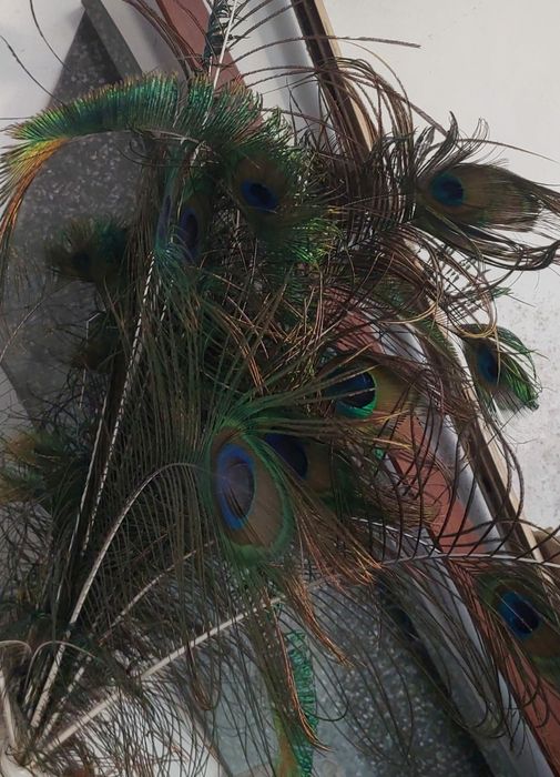 Живые Перья павлина декор
