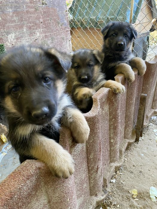 Продаю щенков овчарки