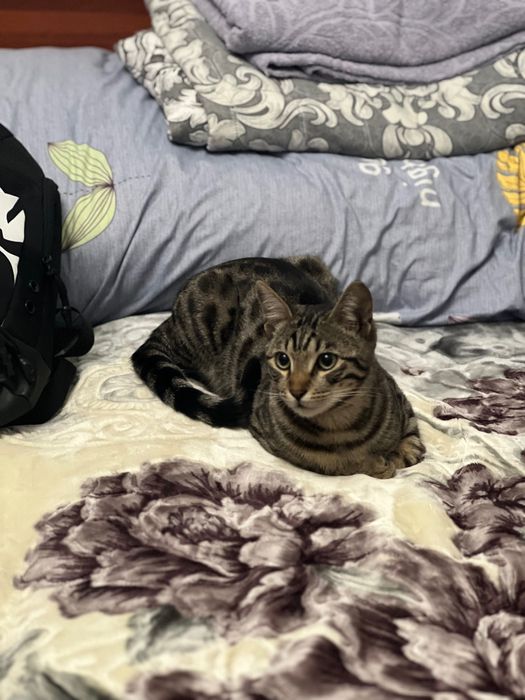 Отдам в хорошие руки бенгала