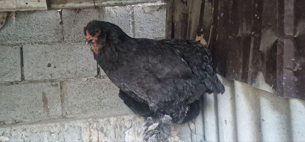 Bramma va jersi xoʻroz tovuqlar sotiladi