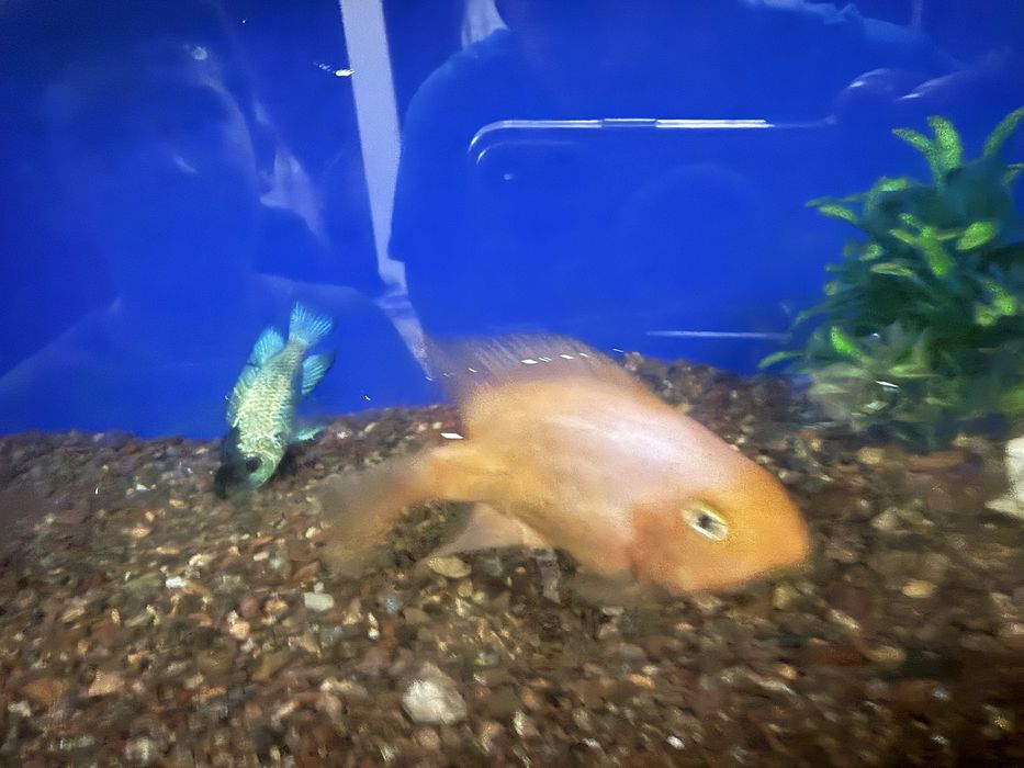 Рыба папугай болший каму интирэсна прадам 2 пар