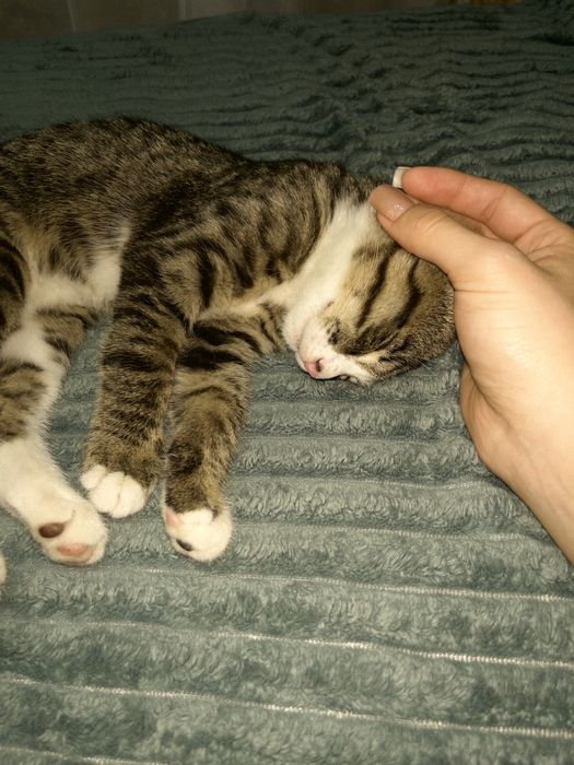 Отдам котенка в добрые руки