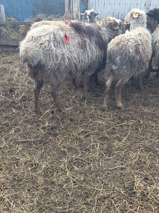 продам стадо баранов