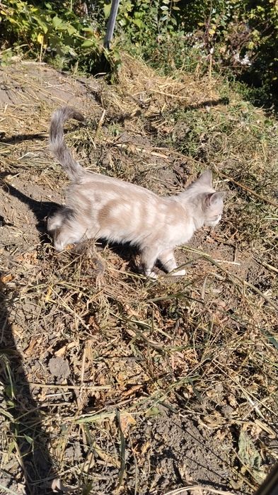 Кошечка  малышка