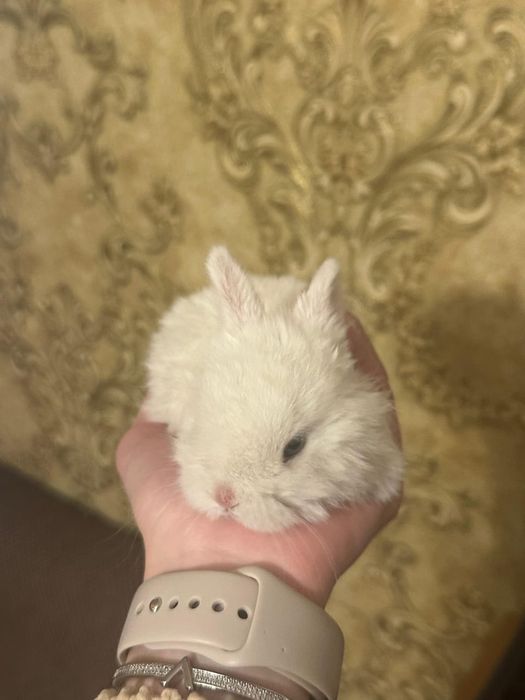 Декоративные кролики