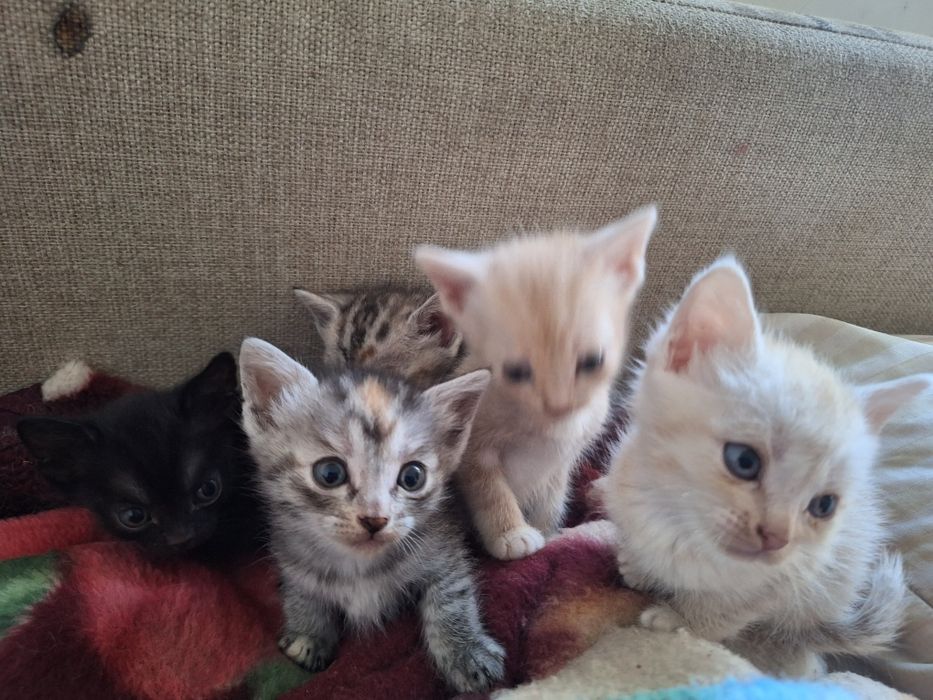 Отдам красивых котят