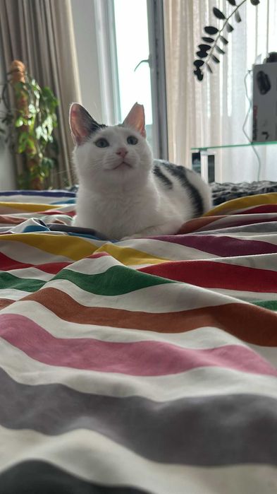 Pisicuţa Muna, o pisica deosebita pentru adoptie responsabila