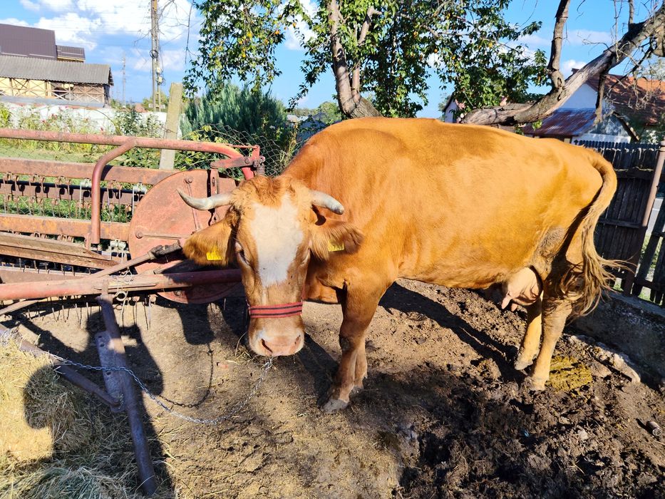 Vând vaca buna de lapte