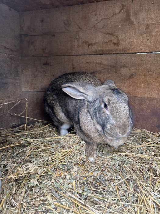 vand iepuri prețuri diferite citiți descrierea!!!