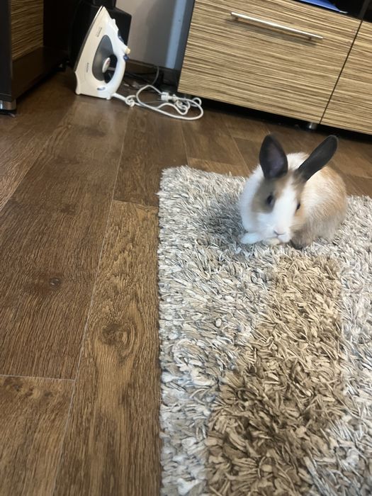 Продам декоративных кроликов