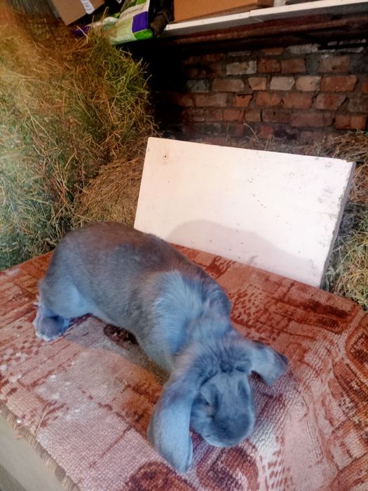 Продаются  кролики.