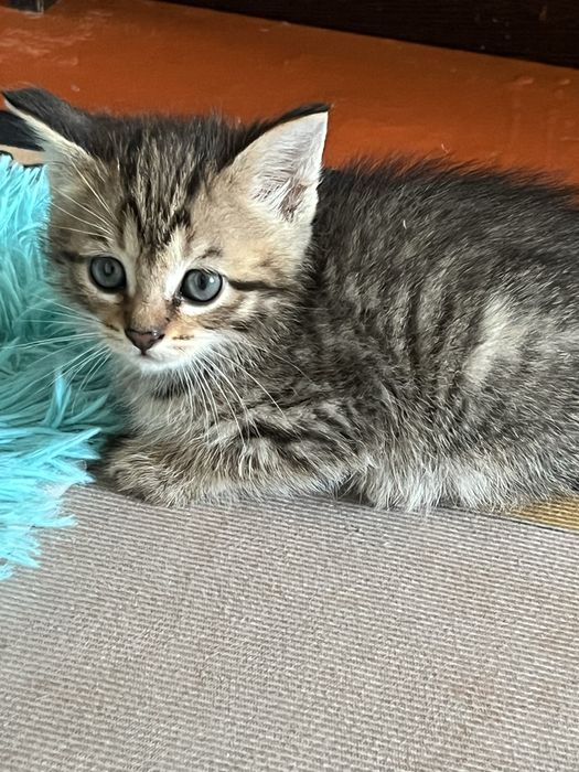 Котенок бесплатно