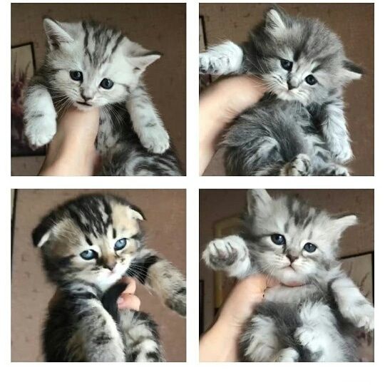 Британский чистокровный кот