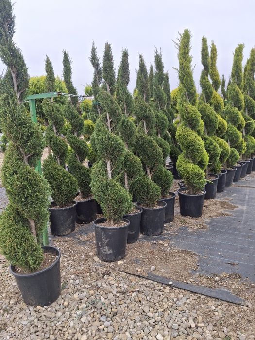 Stoc nou de plante ornamentale