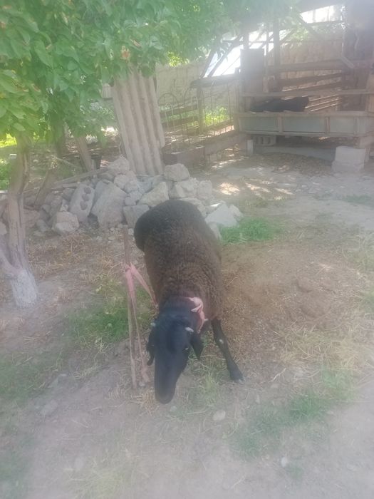 Кошкар сатылады срочно