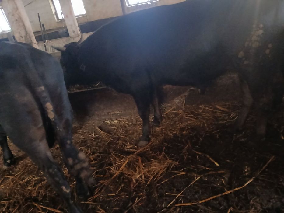 Tauri de vanzare 20 lei kg