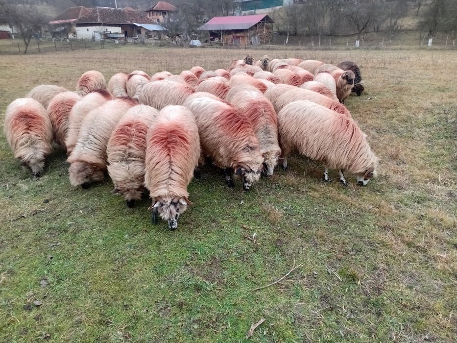 Vand 40 de oii tinere