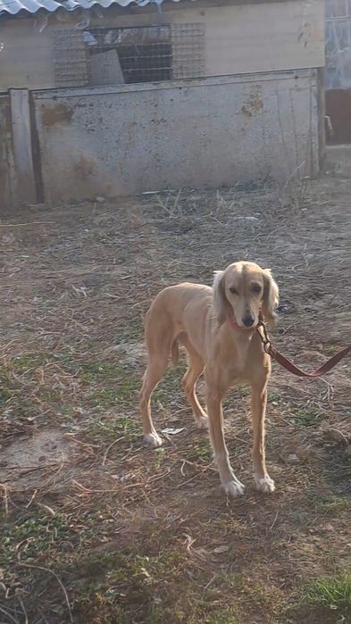 Сары тазы документпен