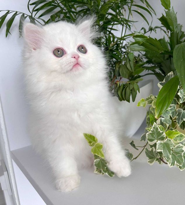 Pisicuță adorabilă Scottish Straight Longhair, cu Pedigree