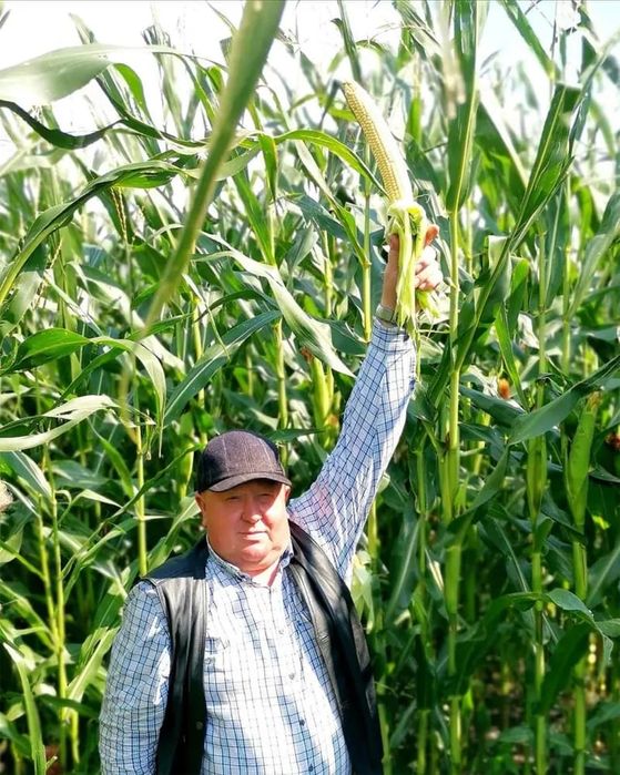 Жүгері тұқымы, семена кукурузы