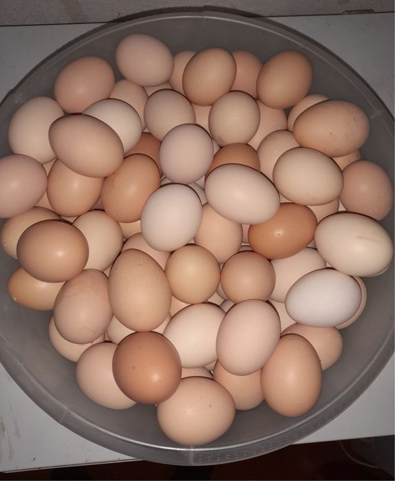 Oua de casa de vanzare