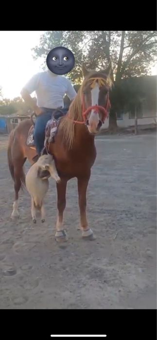 Кокпар айгыр сатылады Айгыр