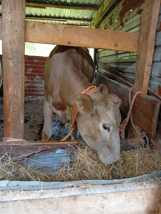 Продам жирную карову