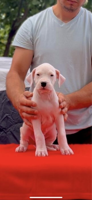 Mascul Dog Argentinian