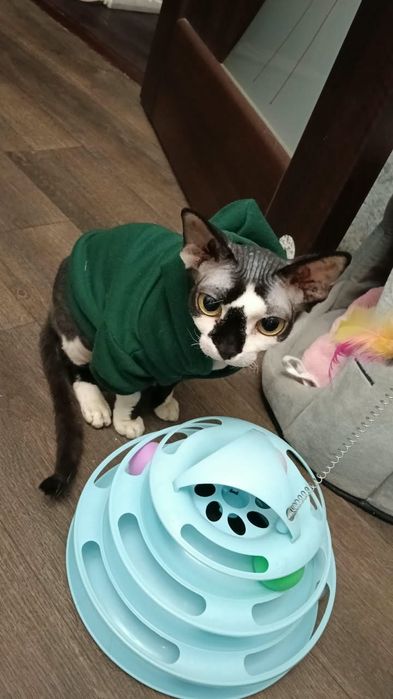 Отдам кошку сфинкс