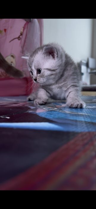 Продается кошка скоттиш страйт