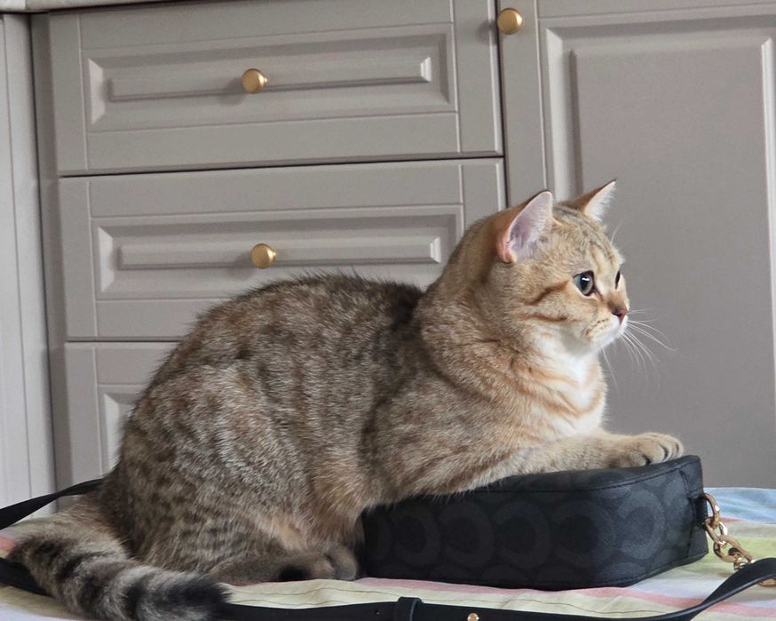 Котенок шиншилла табби, 6 мес