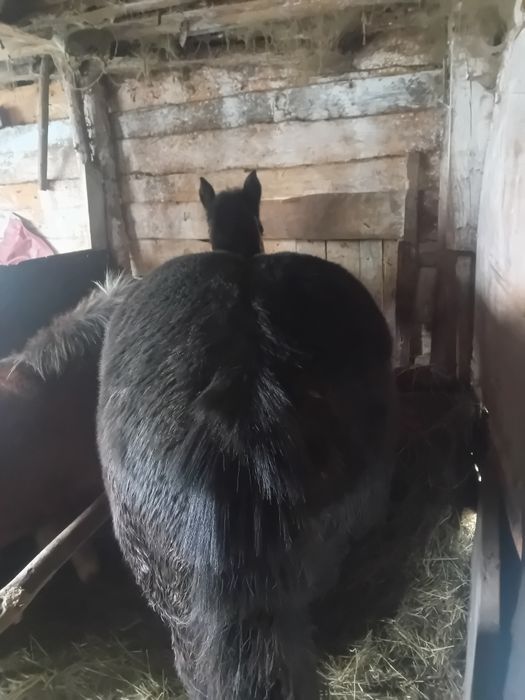 De vânzare manza de 6 luni mai multe detalii sunați la numărul de tele