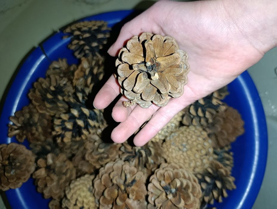 Сосновые шишки  большие