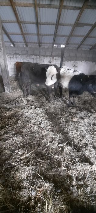 Продам с откорма! Кенжеколь