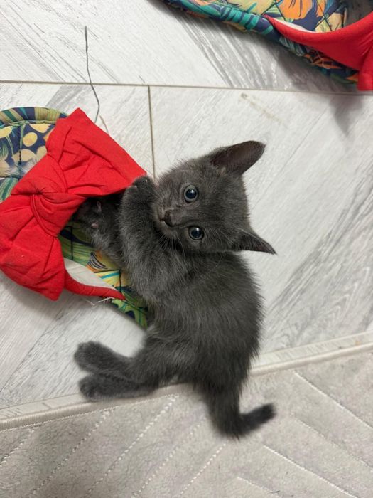 Британский котенок 1,5 мес