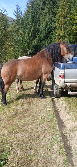 Vând mânză de 3 ani