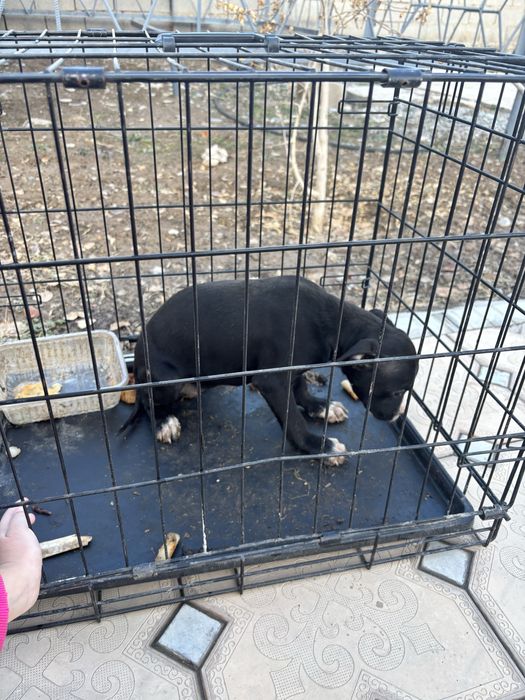 Статфард Терьер двухмесячная самка, привита.