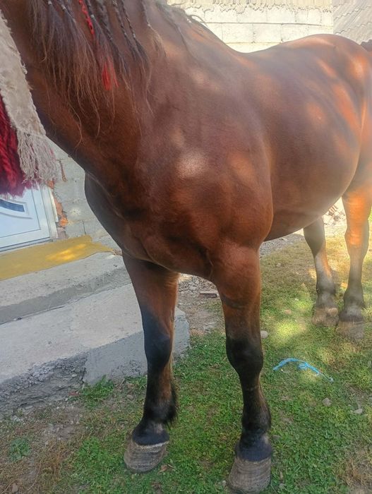 Vând cal de 7 anii preț 95 milioane