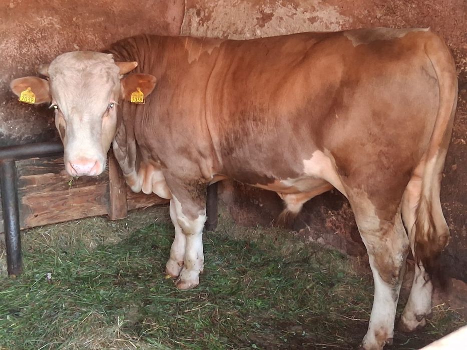 Vitel de vanzare Urgent