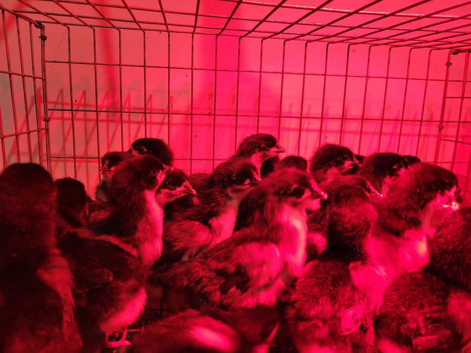 Pui din rasa Australorp